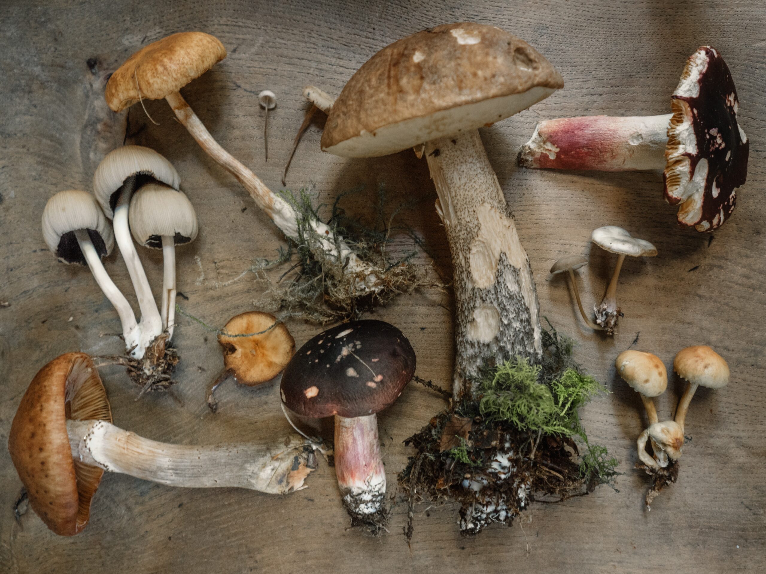 More mushrooms means less cancer